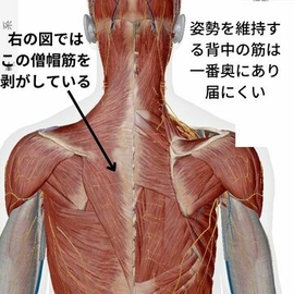 指圧　マッサージ　背中