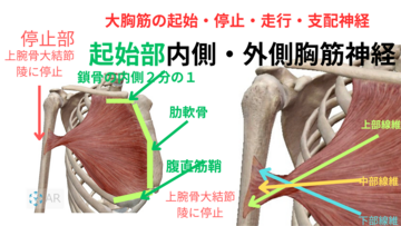 運動学　筋学　国試