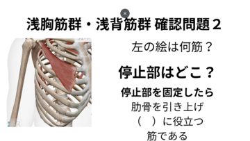 筋肉　国試対策　指圧マッサージ