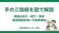 手の三陰経を図で解説｜経絡の走行・経穴・骨度（腋窩横紋前端〜手関節横紋）